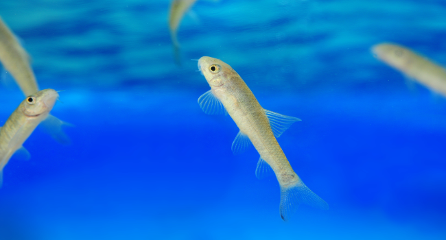 Garra Rufa