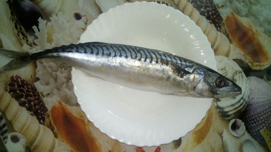 Скумбрия