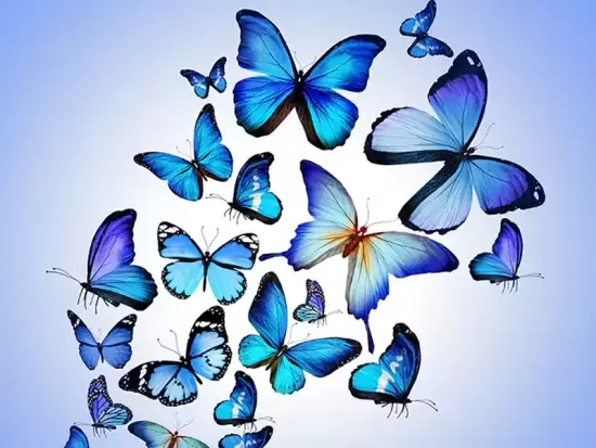 Butterfly